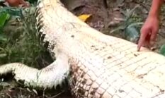 Buaya Sepanjang 4 Meter Ditangkap di Sungai Labalano, Warga Raha Diminta Waspada